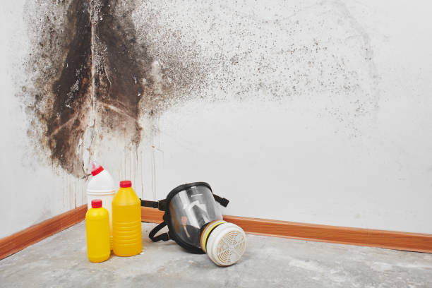 Best Office Mold Removal Services  in Crawfordville, FL