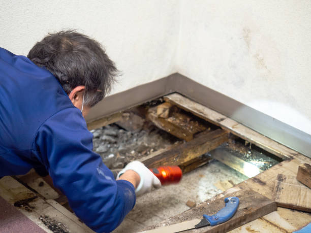 Best Attic Mold Removal  in Crawfordville, FL