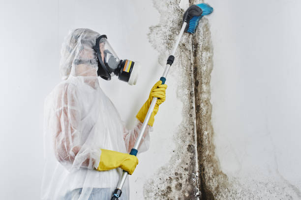 Home Mold Removal in Crawfordville, FL