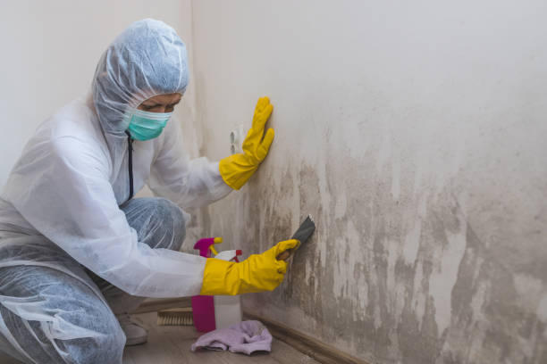 Best Residential Mold Removal  in Crawfordville, FL