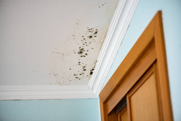 Best Mold Damage Repair  in Crawfordville, FL