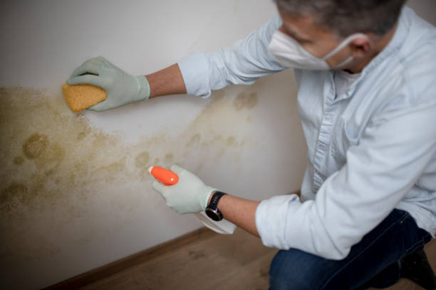Best Mold Remediation  in Crawfordville, FL
