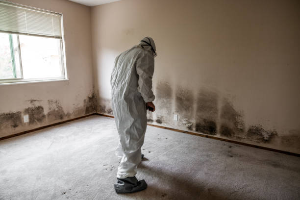 Best Toxic Mold Removal  in Crawfordville, FL