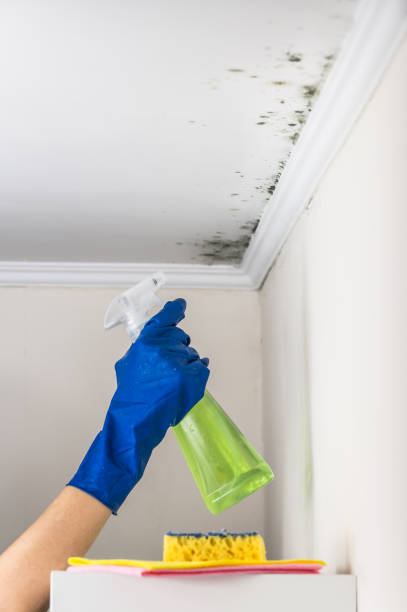 Office Mold Removal Services in Crawfordville, FL